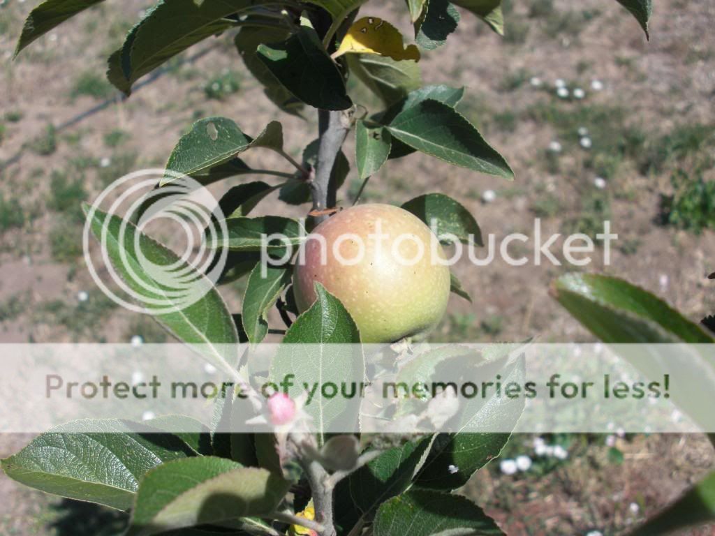 thornberry apple photo orchardpics032.jpg